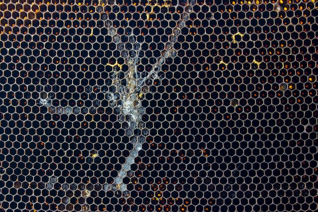 Close-upbeeld van oude droge kammen zonder bijen en larven Achtergrondtextuur en patroon van een deel van oude washoningraten van een bijenkorf