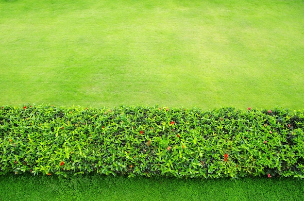 Close-upbeeld van vers de lentegroen gras