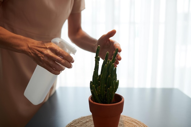 Close-upbeeld van vrouw die cactus in kleipot bespuit met vloeibare meststof voor groei