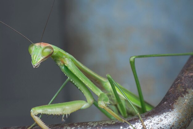 close-upbeelden van mantis religiosa-insect