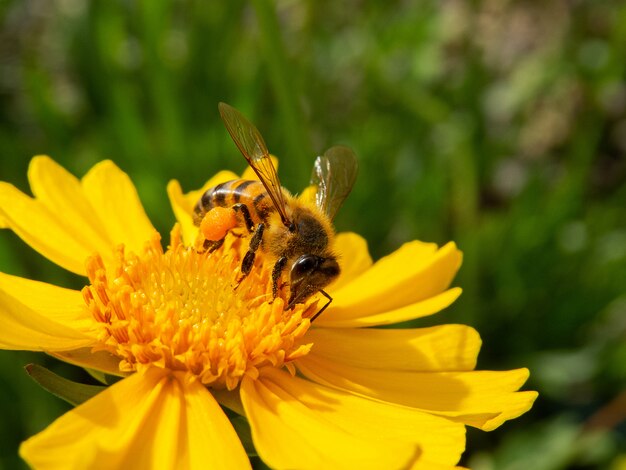 Close-upbij die gele bloem in mooie tuin bestuiven