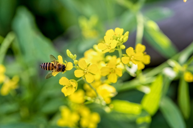 Close-upbij die nectar op de kleine gele bloemen van Sinapis Arvensis of Wilde Mosterd eet