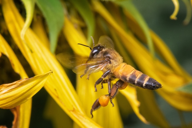 Close-upbij die voor snoepje in zonnebloem vinden