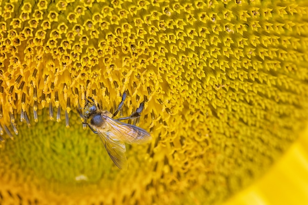 Close-upbij die voor snoepje in zonnebloem vinden