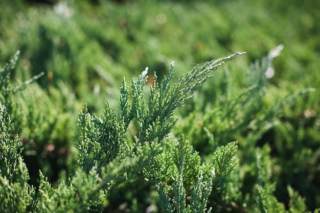 Foto close-upbladeren van pijnboom