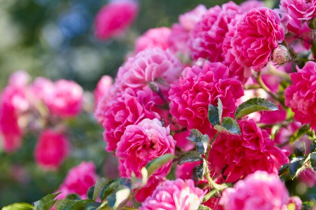 Foto close-upboeket van tot bloei komende roze damastrozen in de tuin