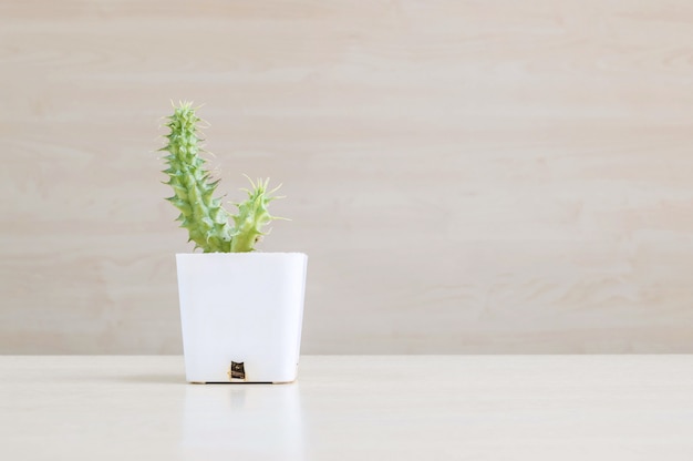 Close-upcactus in witte plastic pot op vaag houten bureau en houten muur geweven achtergrond