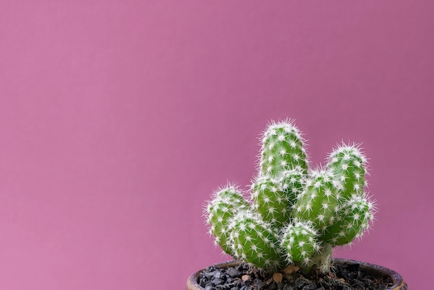 Close-upcactus op roze