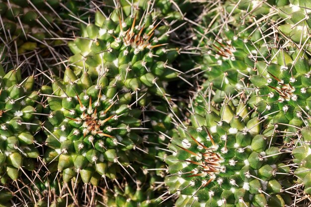 Close-updetail - groep cactussen die samen groeien, scherpe doornen op groene installaties.