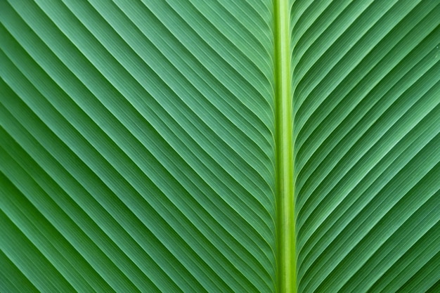 Close-updetails van groot groen blad, dwarslijn op oppervlakte van blad.