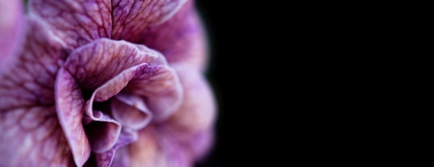 Close-upfoto's van Double Impatietiens-roos zijn populaire eenjarigen in de tuin