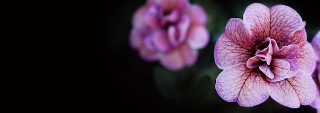 Close-upfoto's van Double Impatietiens-roos zijn populaire eenjarigen in de tuin