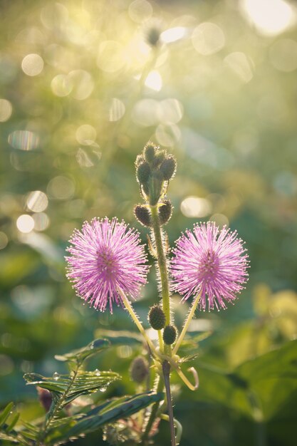 Close-upfoto van een distel wildflower op het gebied