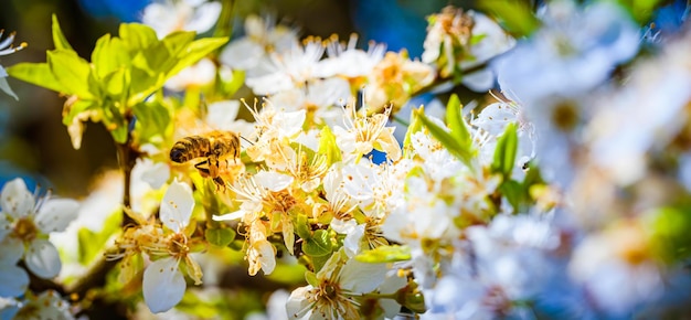 Close-upfoto van een honingbij die nectar verzamelt en stuifmeel op witte bloemen verspreidt