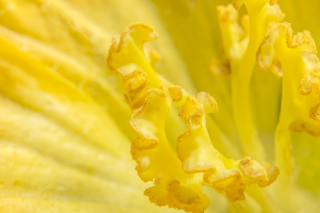 Close-upfoto van het gele stuifmeel van de pompoenbloem