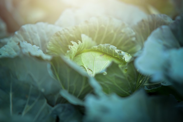 Close-upfoto van kool in de moestuin bij zonsondergangxA