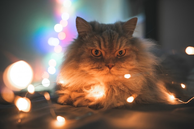 Close-upfoto van mooie, grijze, pluizige, volwassen kat, liggend op een bed van lichten bokeh.