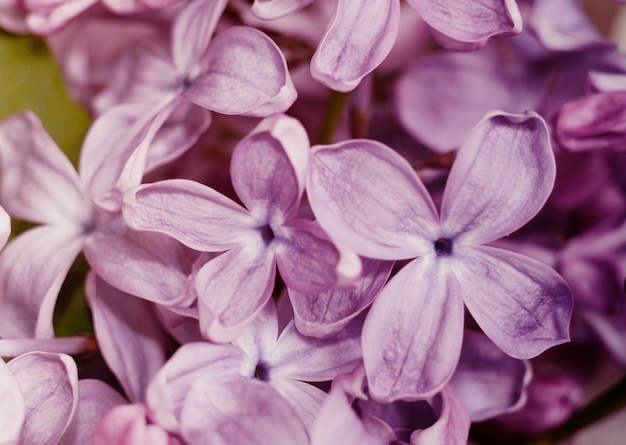 Foto close-upfoto van mooie lilac bloemen.