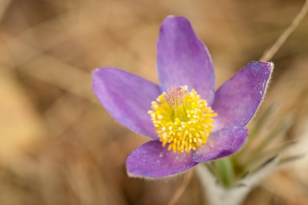 Close-upfoto van Pulsatilla patens of Anemone patens die in het bos bloeien