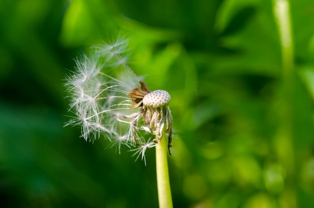 Close-upfoto van rijpe paardebloem. Groene onscherpe achtergrond.