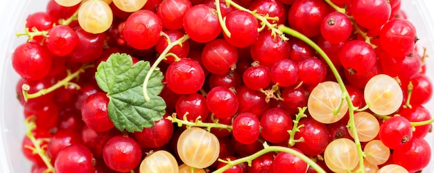 Close-upfoto van rood en wit rijp sappig besfruit. zomeroogst, gezonde vitamines. breed panorama banner