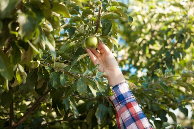 Close-upfoto van vrouw die groene appel van boom plukt