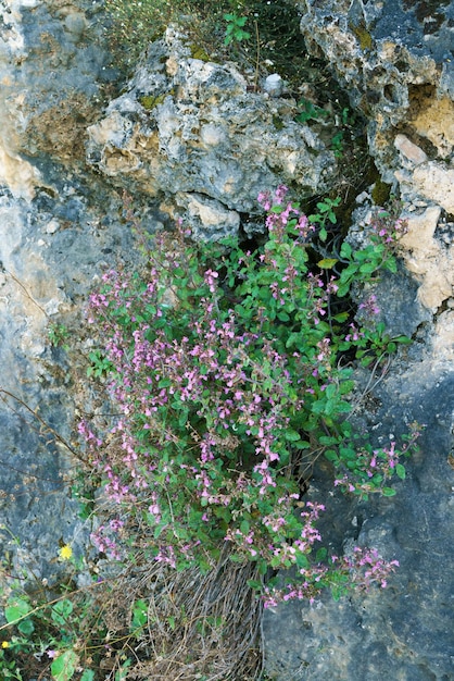 Close-upfoto van wilde bloemen die op een rotsachtige berghelling groeien