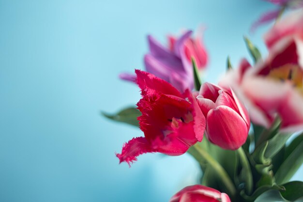 Close-upfotografie van boeket van roze tulpen op blauwe achtergrond