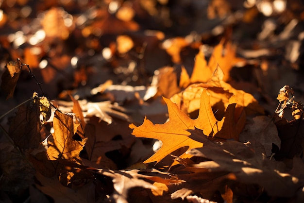 Close-upfotografie van gouden herfstbladeren in zonlicht