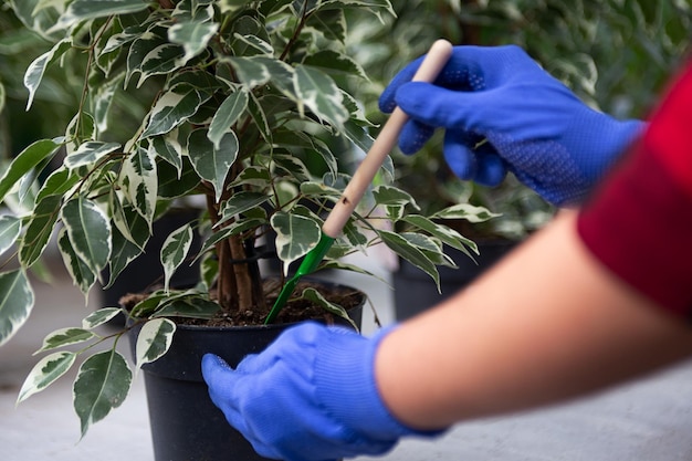 Close-upfotografie van handen in tuinhandschoenen met gereedschap erin Vrouw zorgt voor ficus