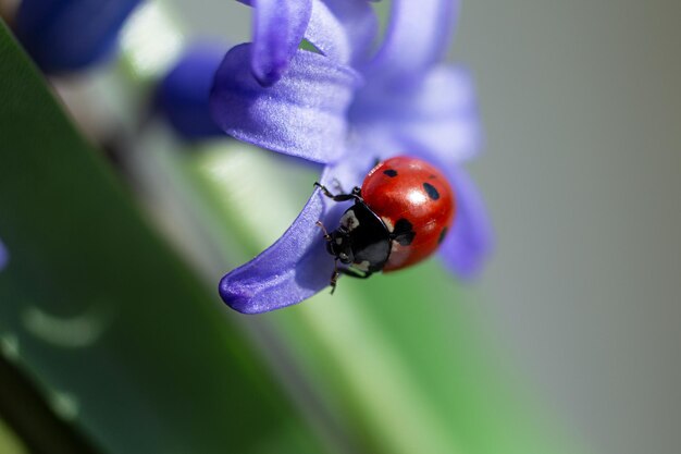 Close-upfotografie van lieveheersbeestje op violet petalSpringtime concept