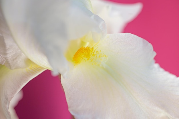 Close-upfotografie van macrobloemblaadjes van irisGoed als natuurlijke achtergrond