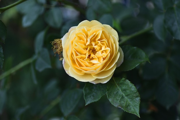 Close-upfotografie van mooie roos Austin in de tuinHorizontale bloemenbanner