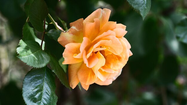 Close-upfotografie van mooie roos in de tuinHorizontale bloemenbannerKopieer ruimte voor tekst