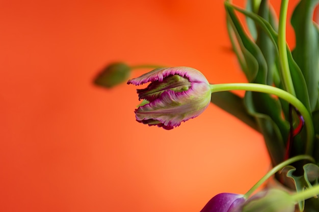 Close-upfotografie van pioentulpen in bouquetOranje banner met kopieerruimte