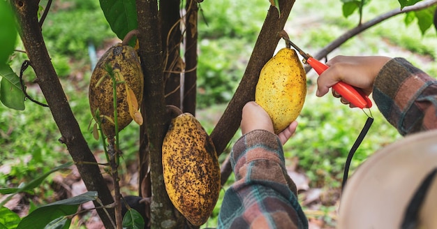 Close-uphanden van een cacaoboer gebruiken een snoeischaar om de cacaopeulen of rijpe gele cacao te snijden