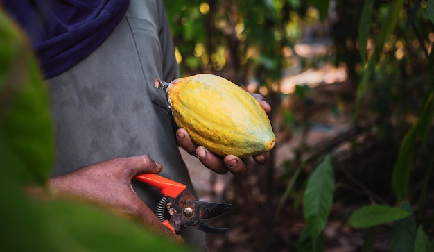 Close-uphanden van een cacaoboer gebruiken een snoeischaar om de cacaopeulen of rijpe gele cacao te snijden