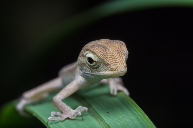 Foto close-upkameleon in thailand