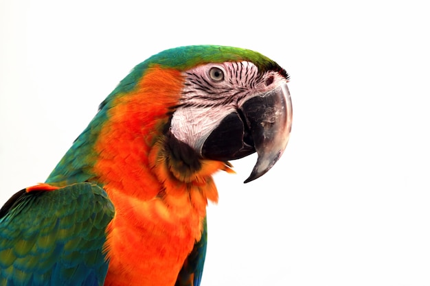 Close-upkop Scarlet Macaw uit