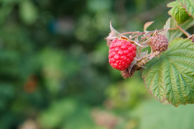 Close-upmening van de rijpe en onrijpe frambozen in de fruittuin met vage natuurlijke achtergrond