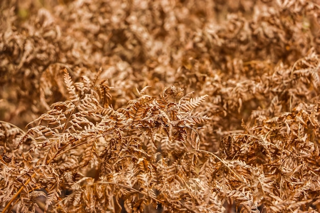 Close-upmening van droge varenbladeren in de herfst.