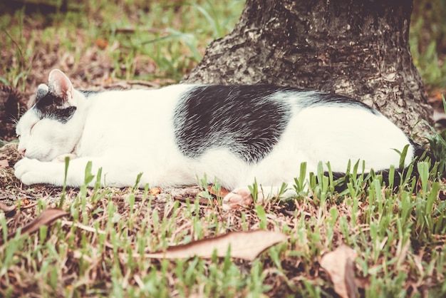 Close-upmening van een witte kattenslaap