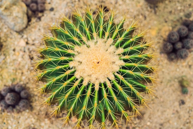 Close-upmening van groene cactus als achtergrond, hoogste mening, texture