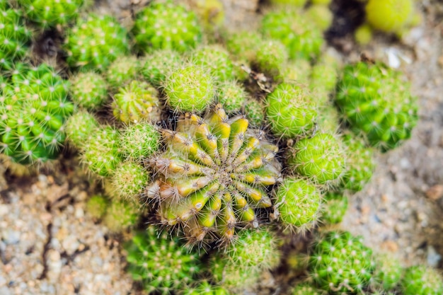 Close-upmening van groene cactus als achtergrond, hoogste mening, texture