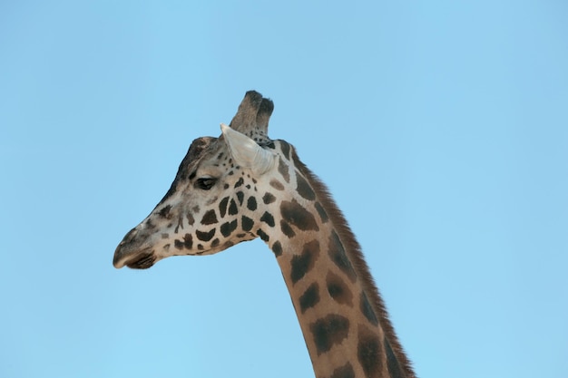 Foto close-upmening van rothschild-giraf tegen blauwe hemel