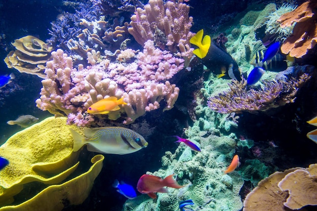 Close-upmening van tropische vissen die in oceaan zwemmen