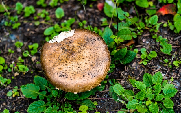 Close-upmening van verse wilde paddestoelen bij Rara Forest, Mugu, Nepal.