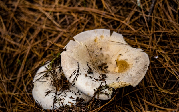 Close-upmening van verse wilde paddestoelen bij Rara Forest, Mugu, Nepal.