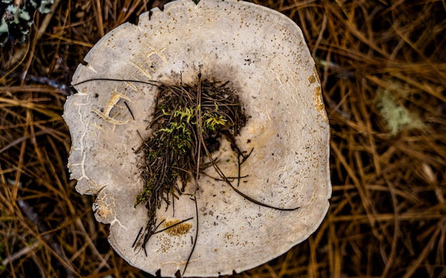 Close-upmening van verse wilde paddestoelen bij Rara Forest, Mugu, Nepal.