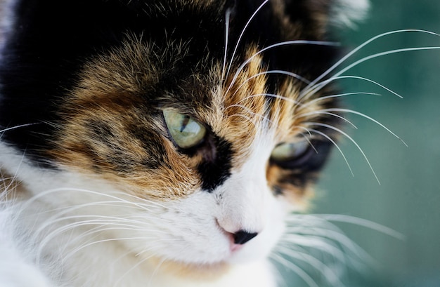 Foto close-upportret van een ernstige driekleurige kat met groene slimme ogen